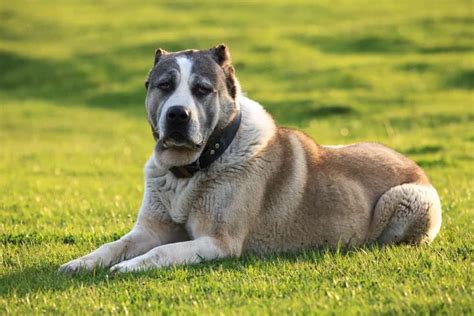 alabai dog pictures|alabai asian shepherd.